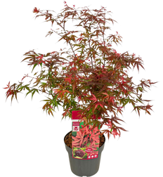 Rode Japanse esdoorn (Acer palmatum) (M)