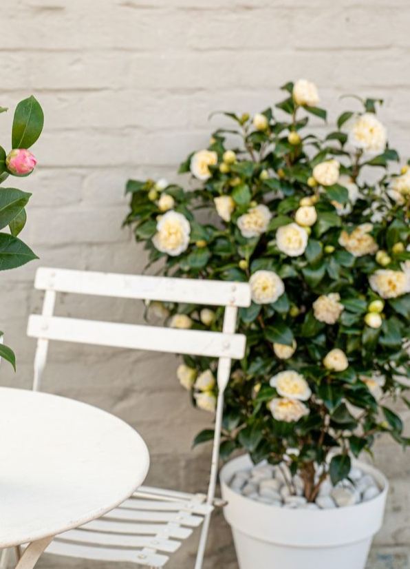 inspiratie