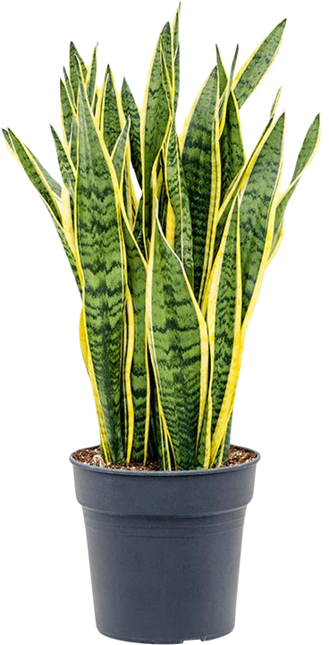 Sansevieria laurentii (Vrouwentong) (L)