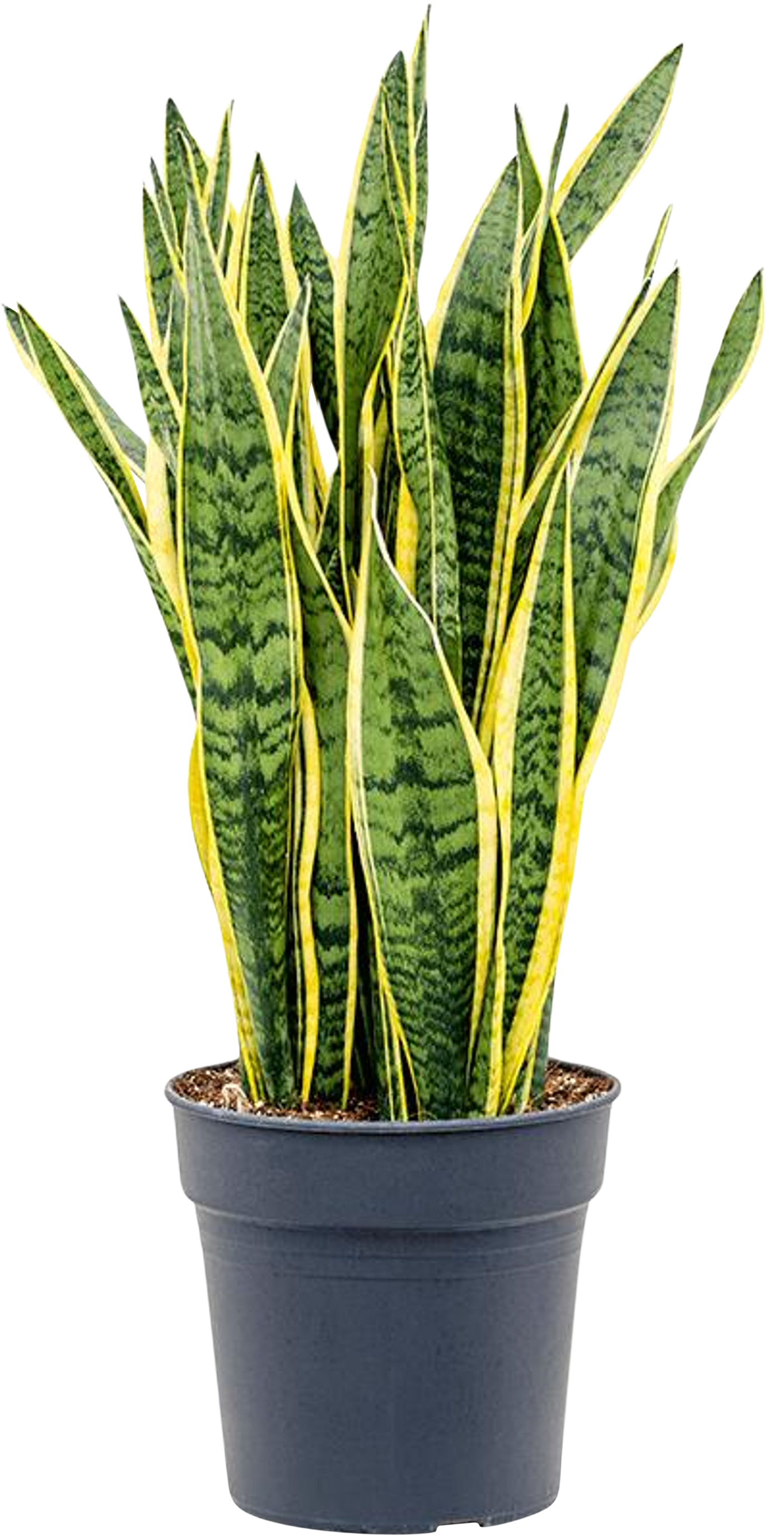 Sansevieria laurentii (Vrouwentong) (L)