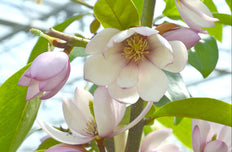 Michelia "fairy magnolia blush" (Magnolia) (S)