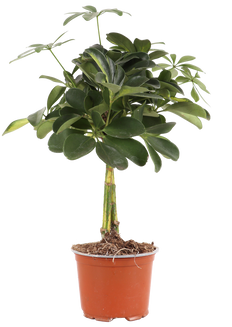 Schefflera gold capella (Vingerboom) (S)
