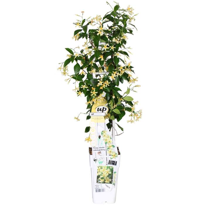 Toscaanse jasmijn (M) (Trachelospermum "star of Toscane")
