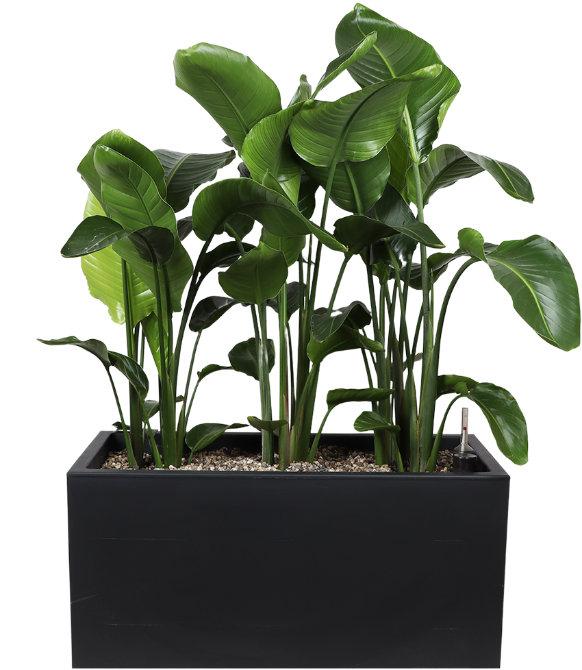 Strelitzia opgemaakt in Elho plantenbak
