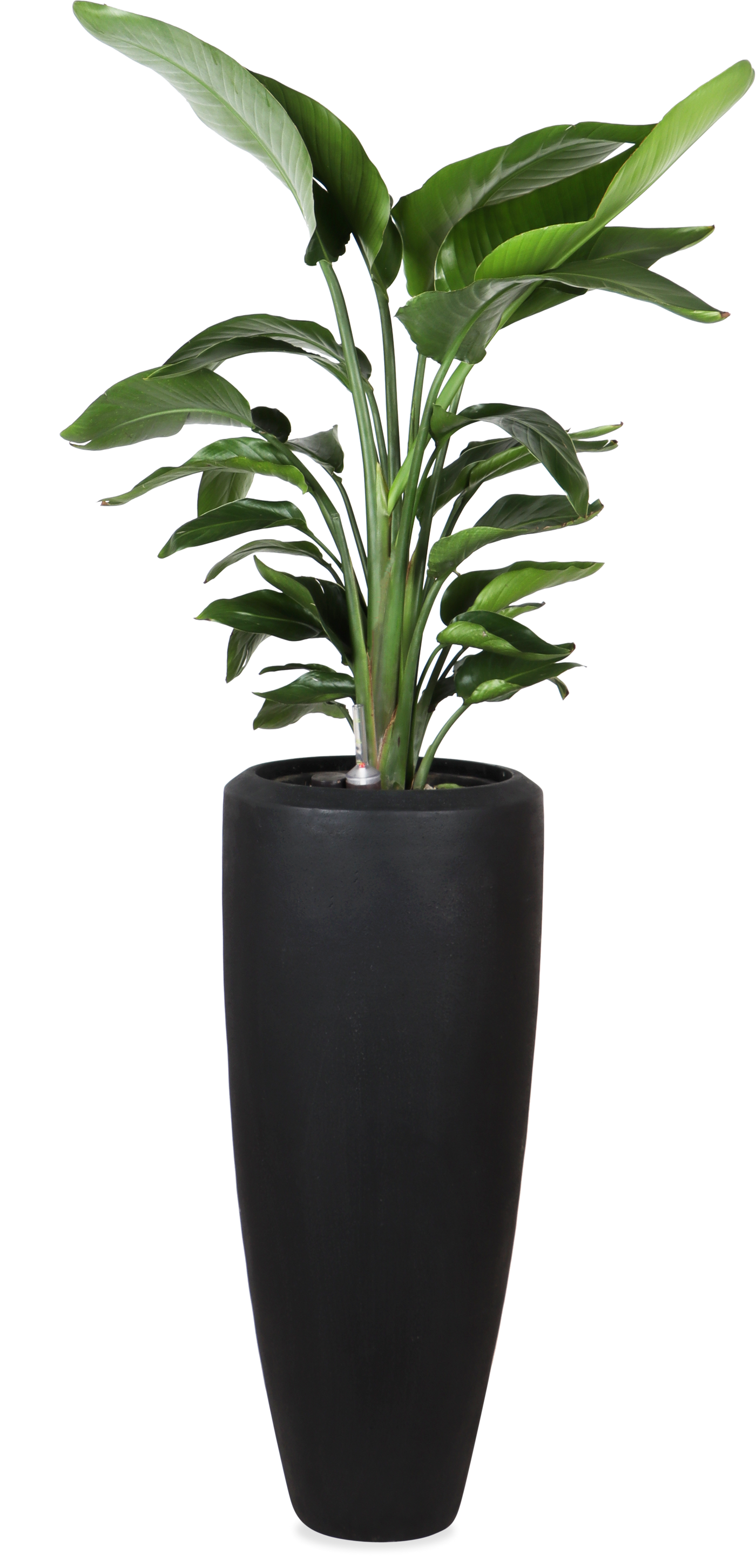 Strelitzia opgemaakt in Baq pot