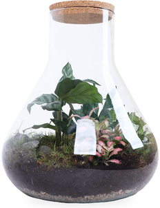 Terrarium erlenmeyer (L)