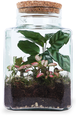Terrarium vierkant (S)