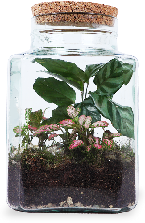 Terrarium vierkant (S)