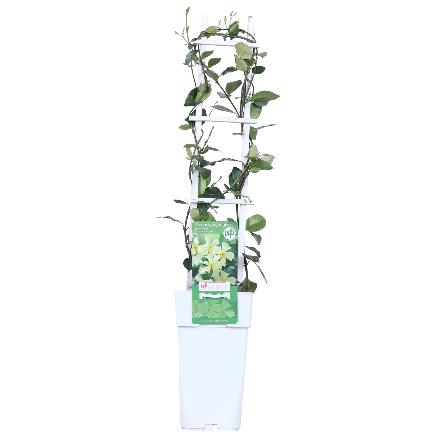 Toscaanse jasmijn (M) (Trachelospermum "star of Toscane")