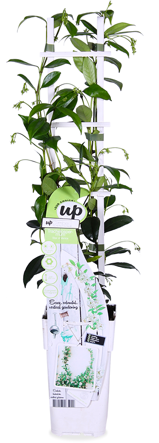 Toscaanse jasmijn (M) (Trachelospermum ("star of venice") 70cm