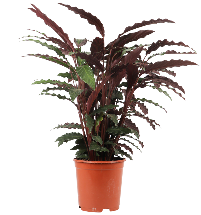 Calathea rufibarba (Pauwenplant) (M)