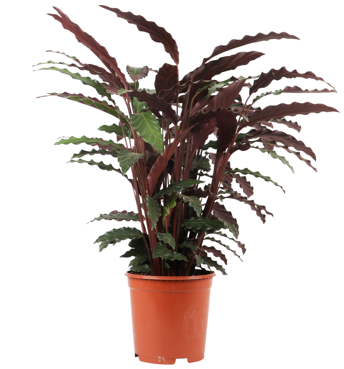 Calathea rufibarba (Pauwenplant) (M)
