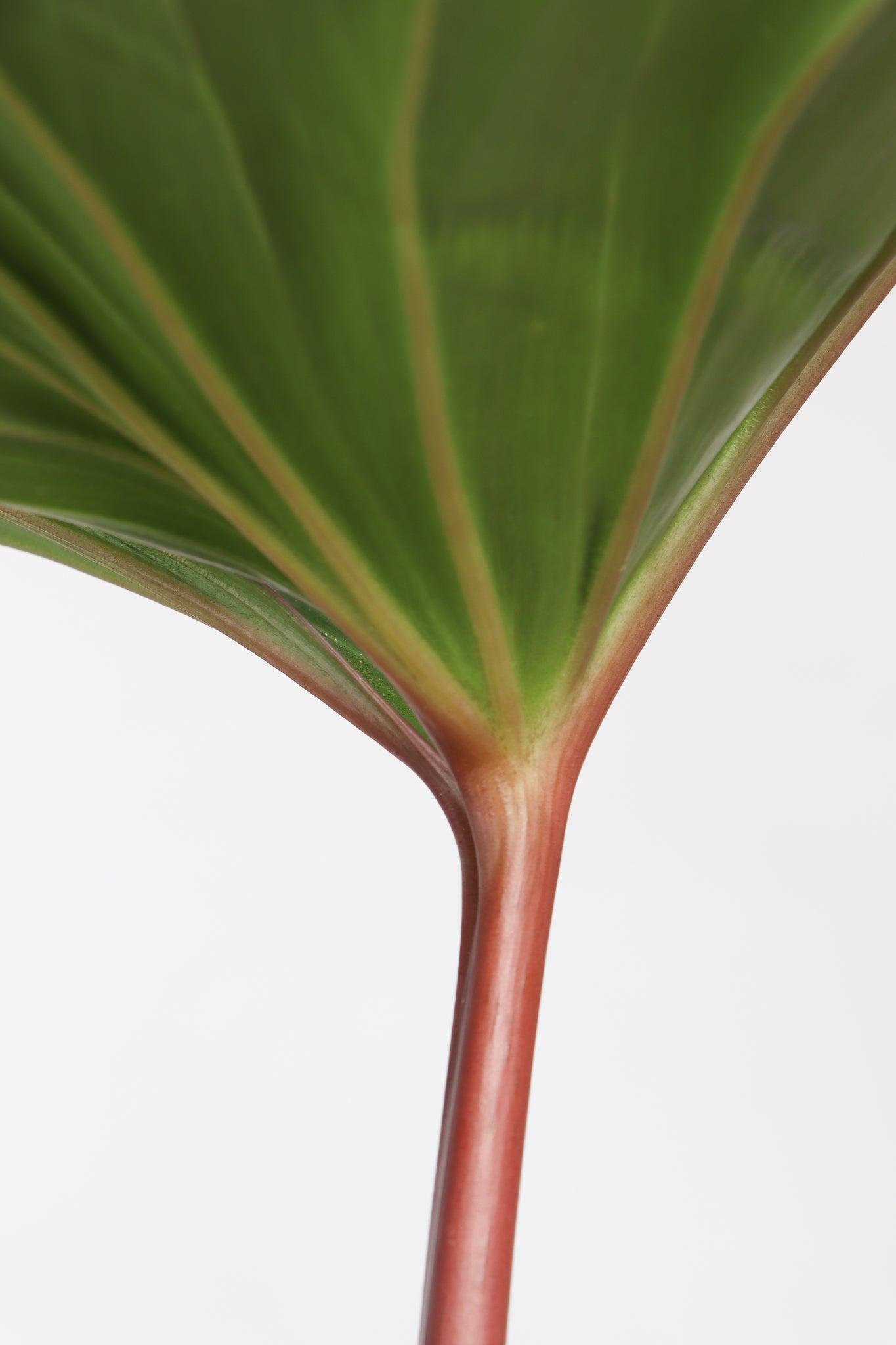 Homalomena rubescens (XL) inspiratie 1