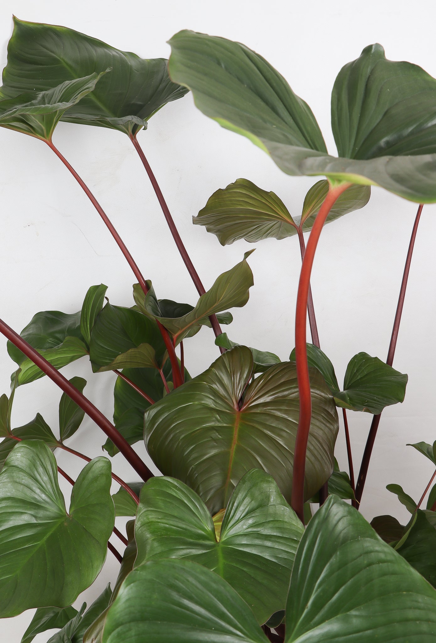 Homalomena rubescens (XL) inspiratie 2