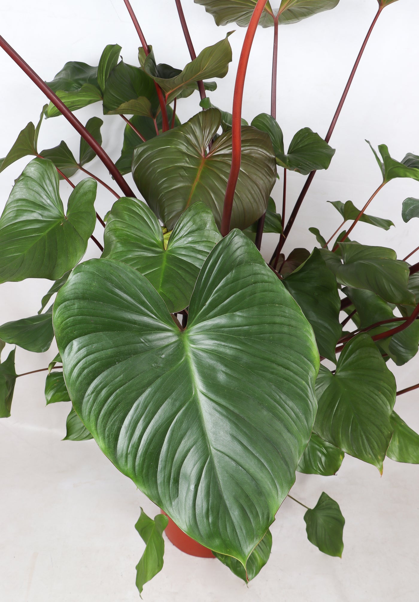 Homalomena rubescens (XL) inspiratie 3