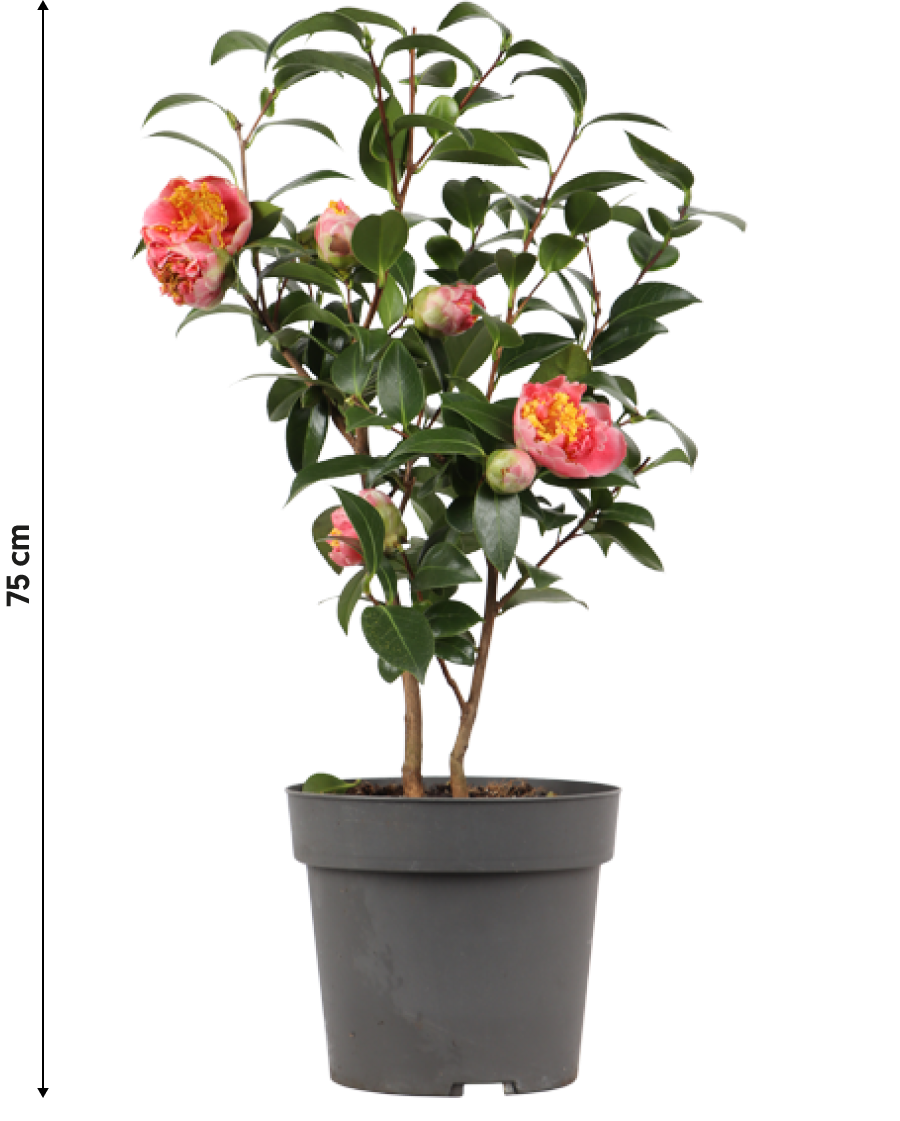 Japanse roos (M) (Camellia jap. "Volunteer")