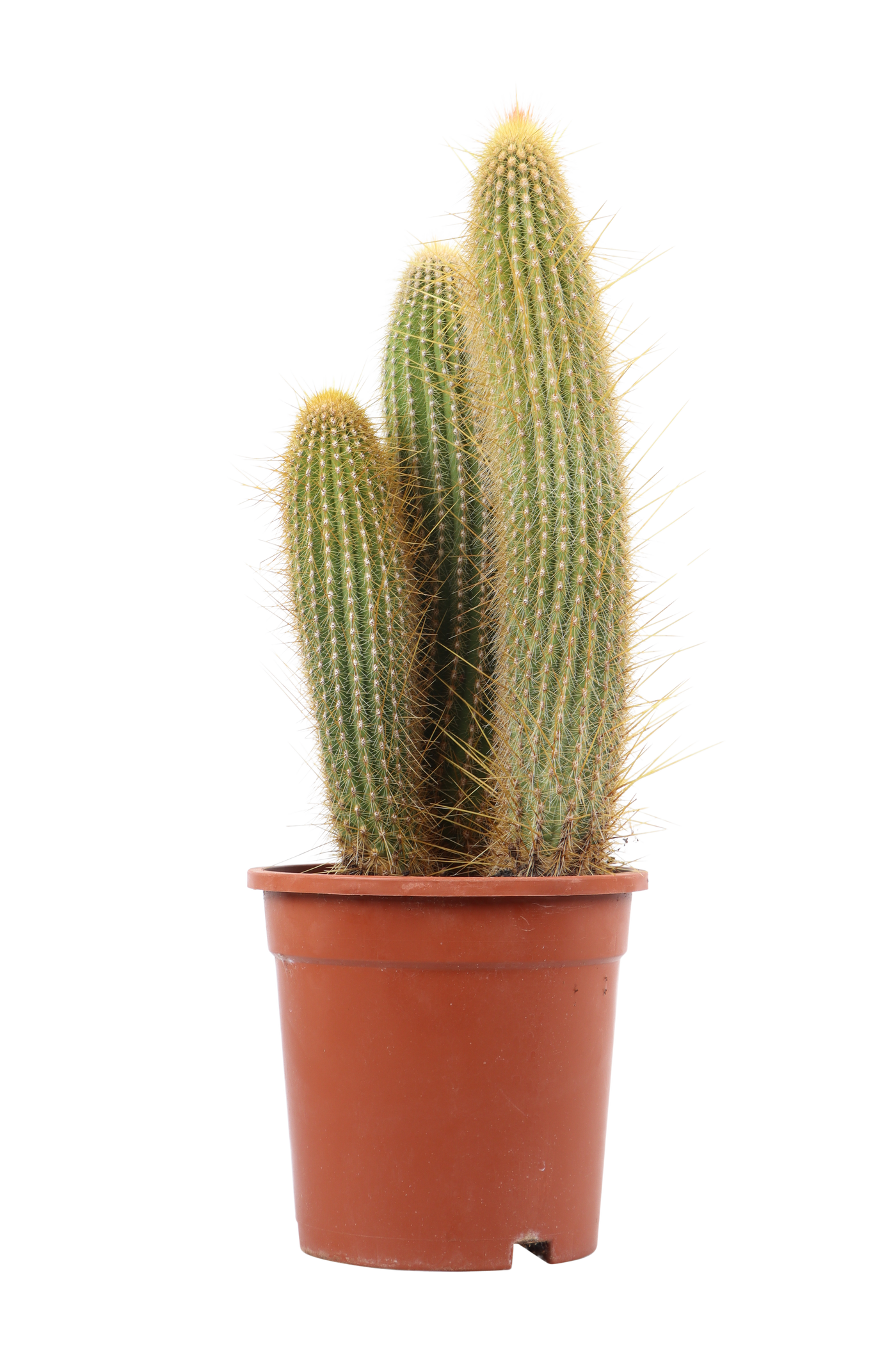 Vatricania guentheri (Zuilcactus) (S)