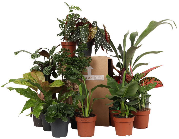 Verrassingsbox - 4 planten