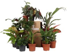 Verrassingsbox - 4 planten (Editie #2)