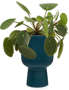 Pilea peperomioides (Pannenkoekplant) (S) (15cm)