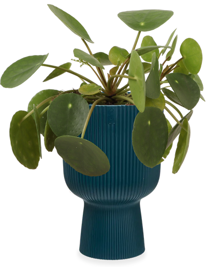 Pilea peperomioides (Pannenkoekplant) (S) (15cm)