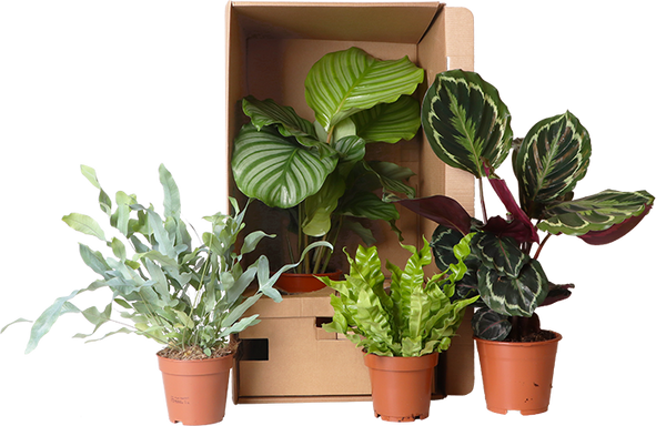 Voordeelbox Binnentuin - Medium (8x)