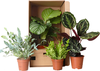 Voordeelbox