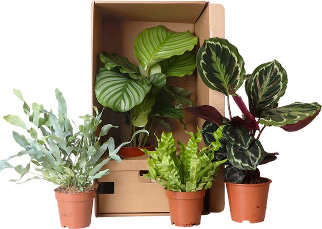 Voordeelbox