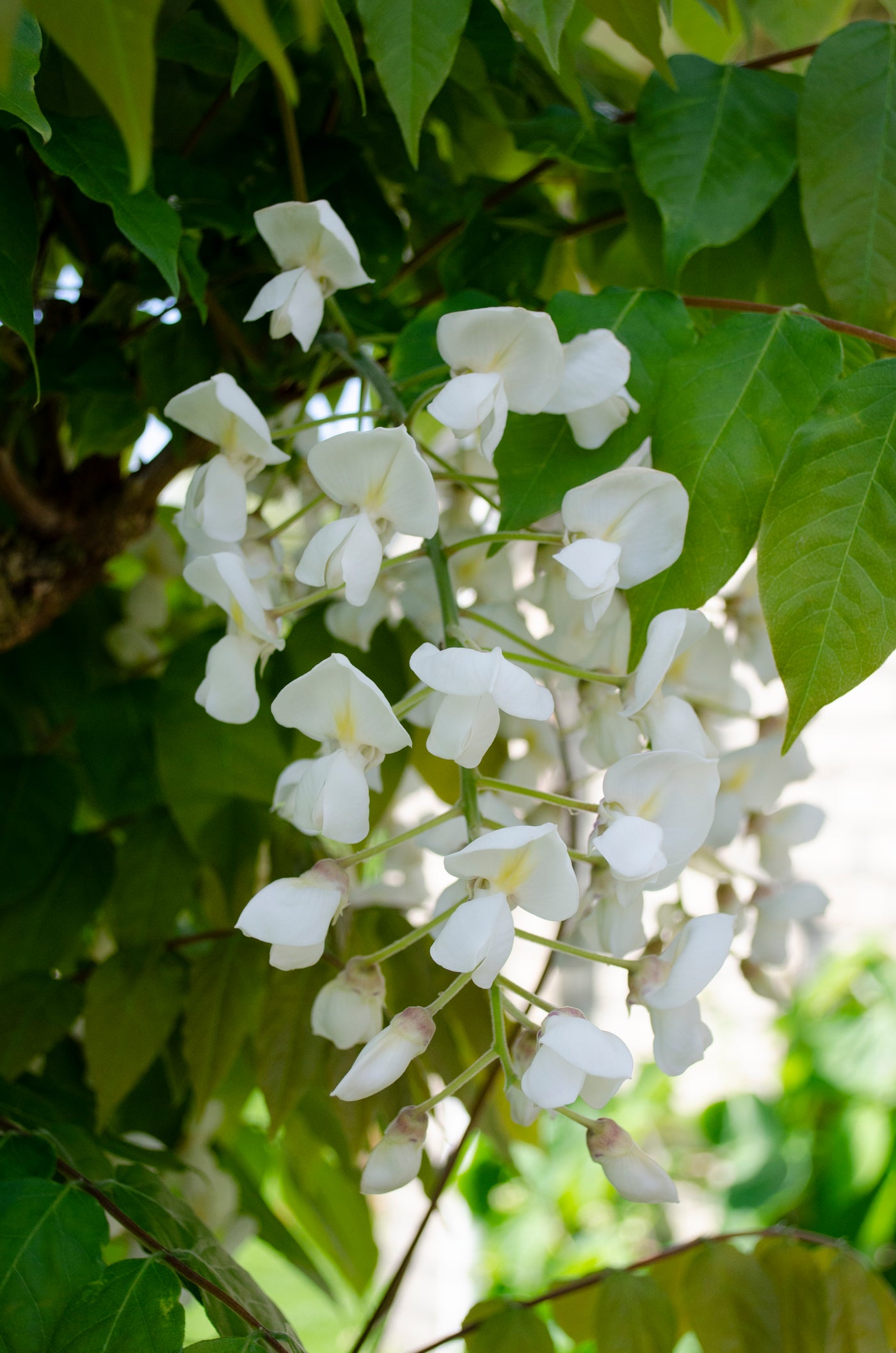 Witte regen (M) (Wisteria floribunda) inspiratie 2