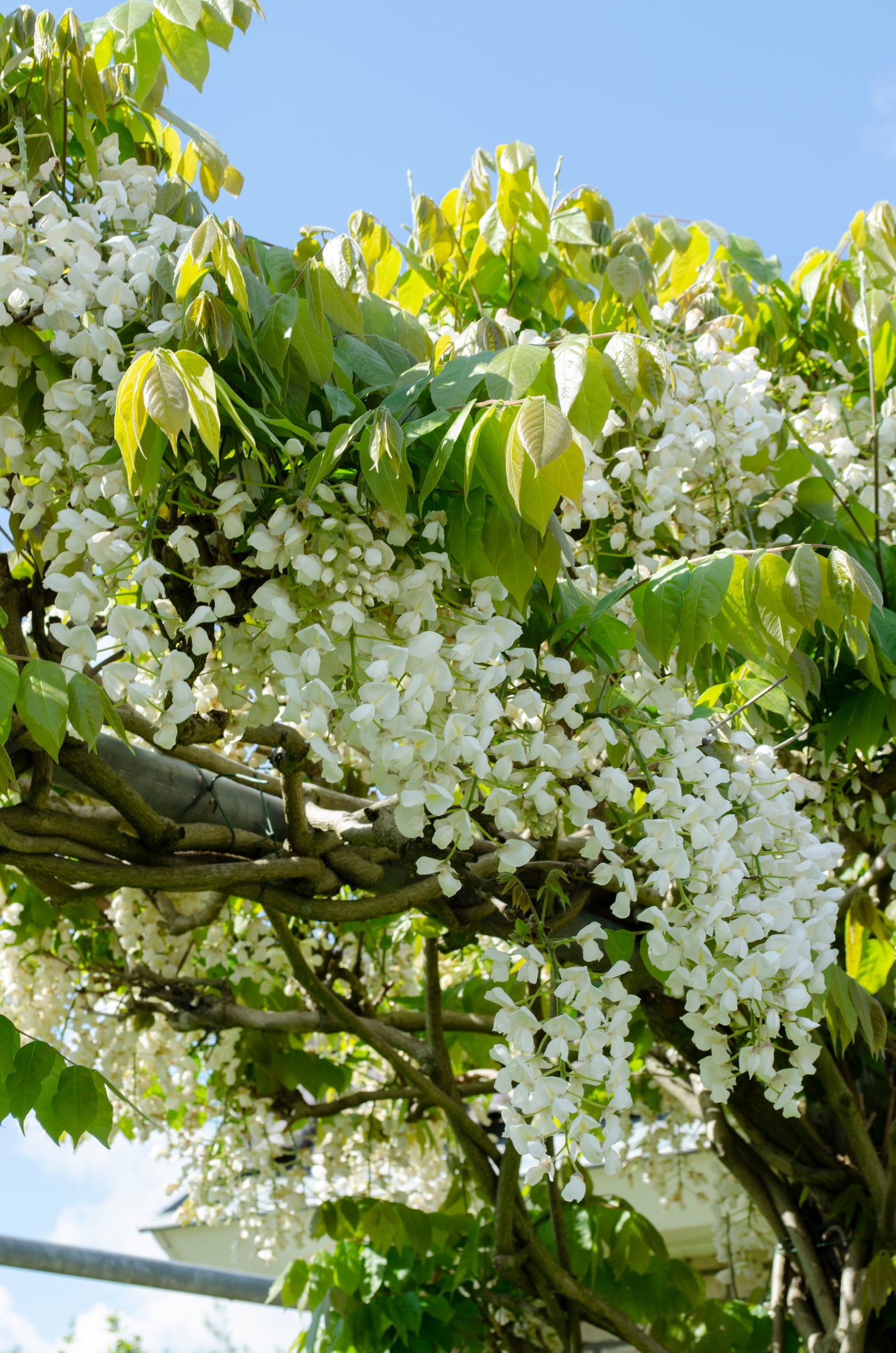 Witte regen (M) (Wisteria floribunda) inspiratie 1