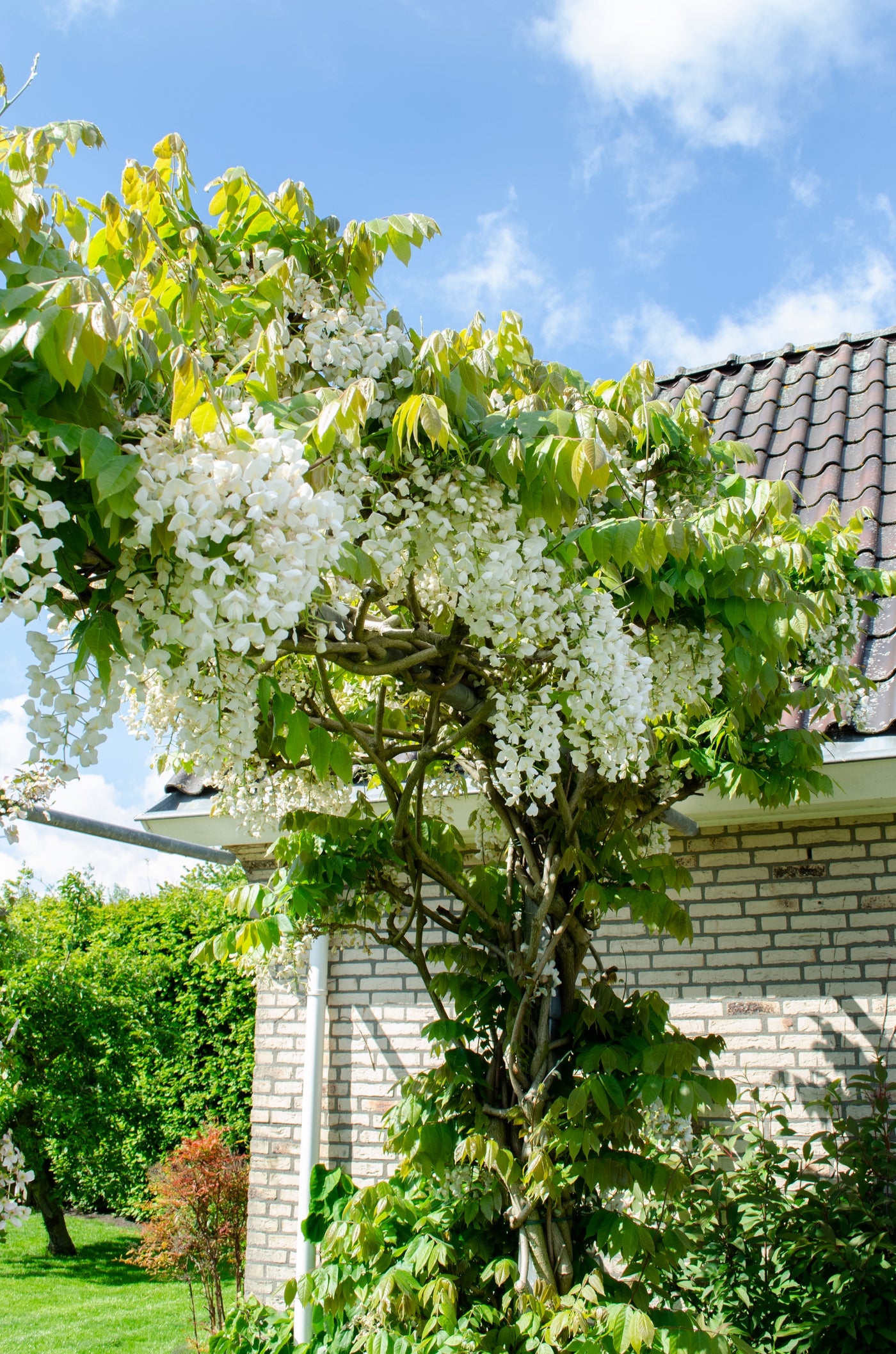 Witte regen (M) (Wisteria floribunda) inspiratie 3