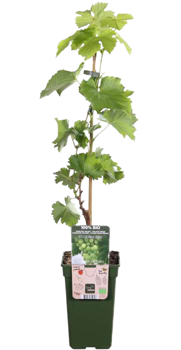 druiven planten kopen Witte druif (Vitis vinifera 