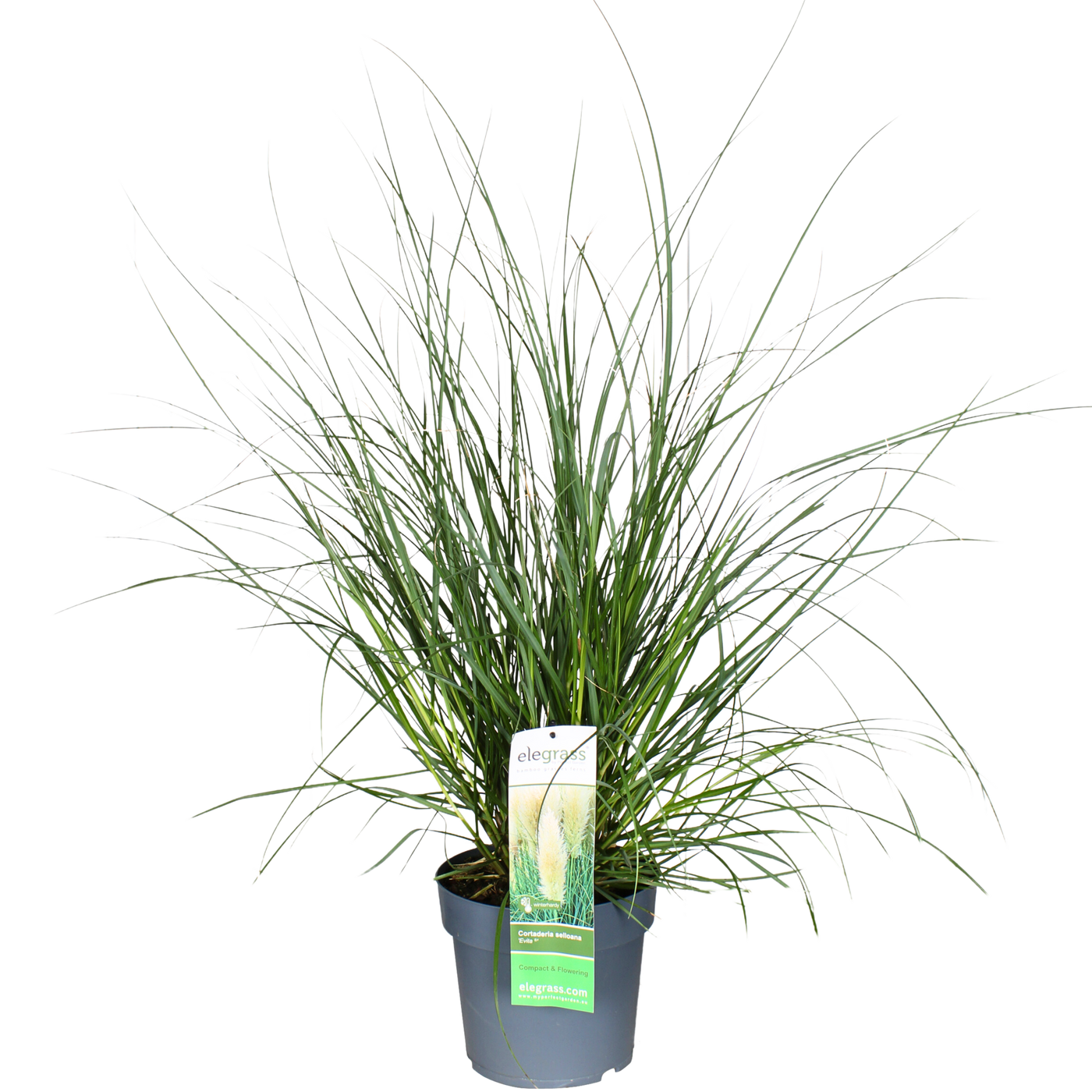 Pampasgras (L) (Cortaderia selloana evita)