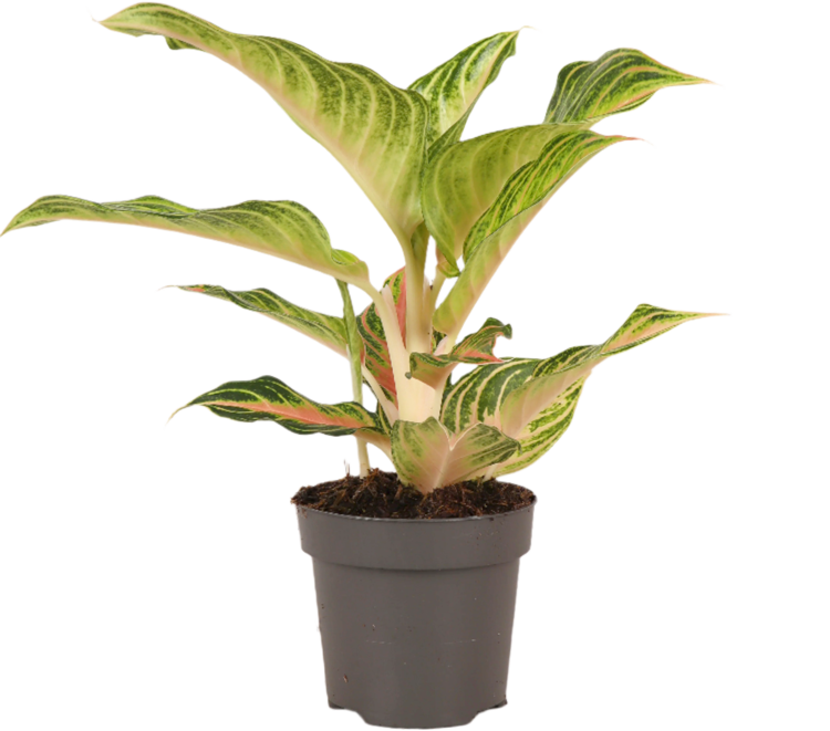 Aglaonema Eye Catcher (S)