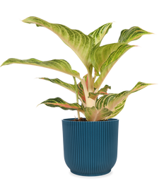 Aglaonema Eye Catcher (S)