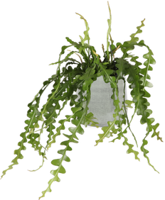 Epiphyllum anguliger (Zaagcactus)