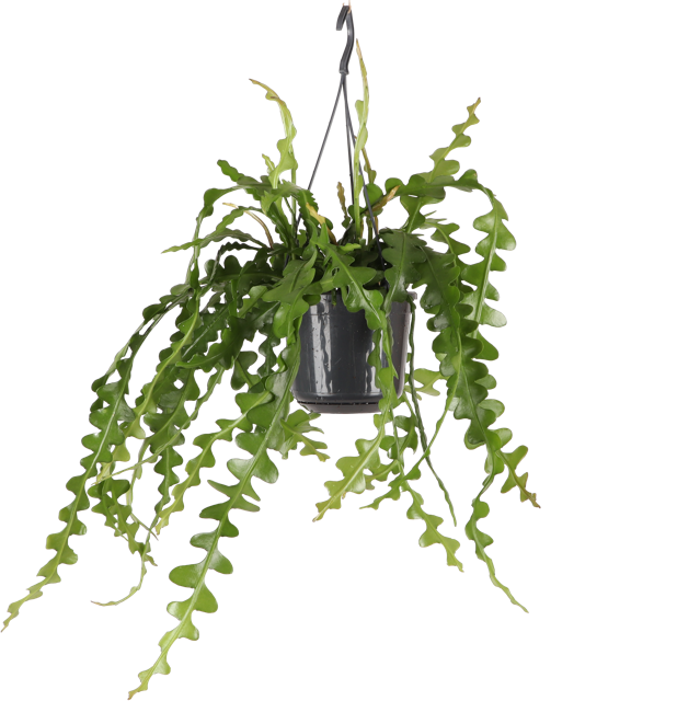 Epiphyllum anguliger (Zaagcactus)