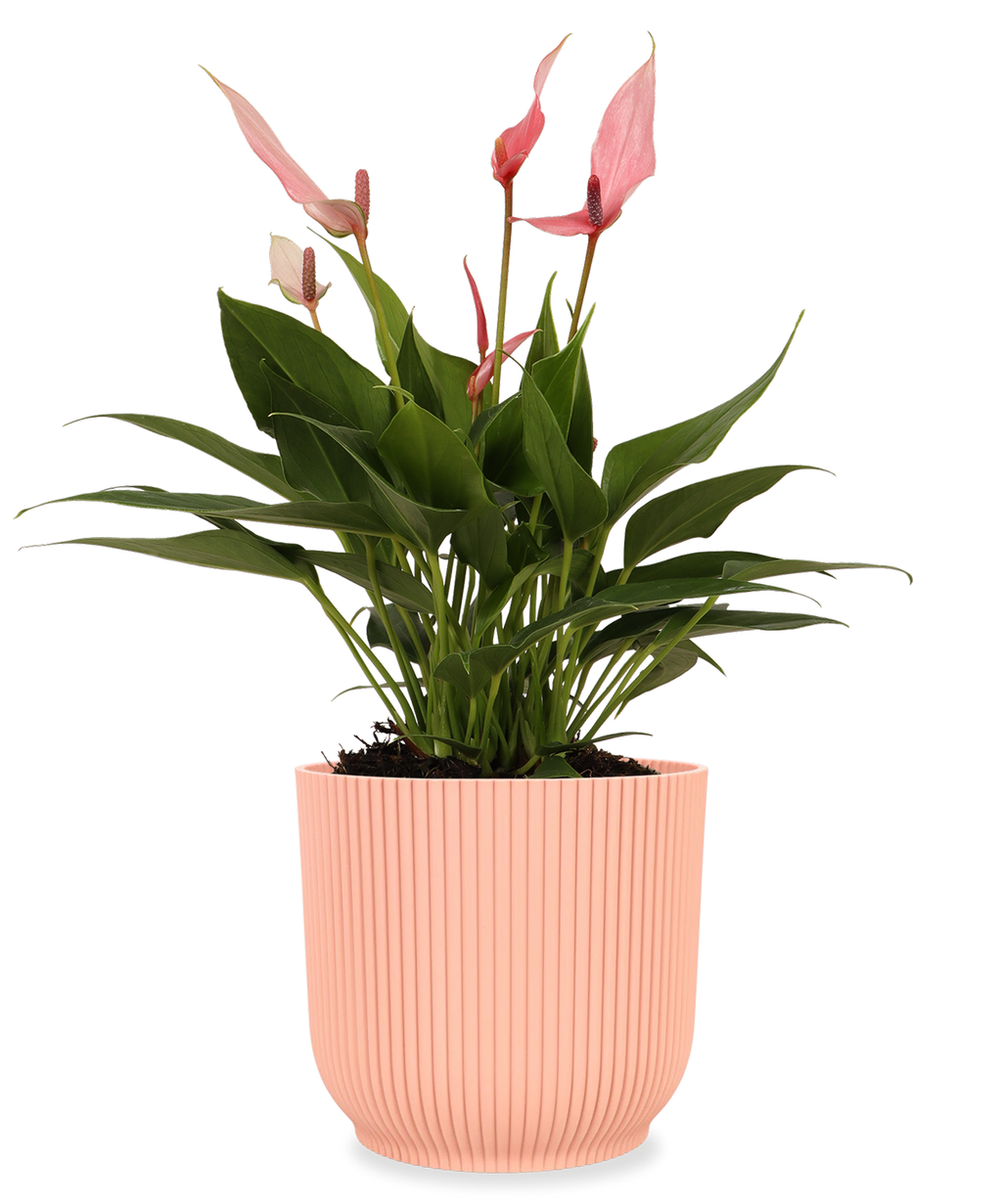 anthurium buitenplanten Roze Anthurium (Flamingoplant)