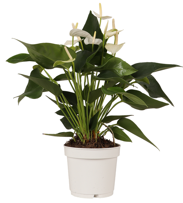 anthurium kopen Anthurium White champion (Flamingoplant) kopen