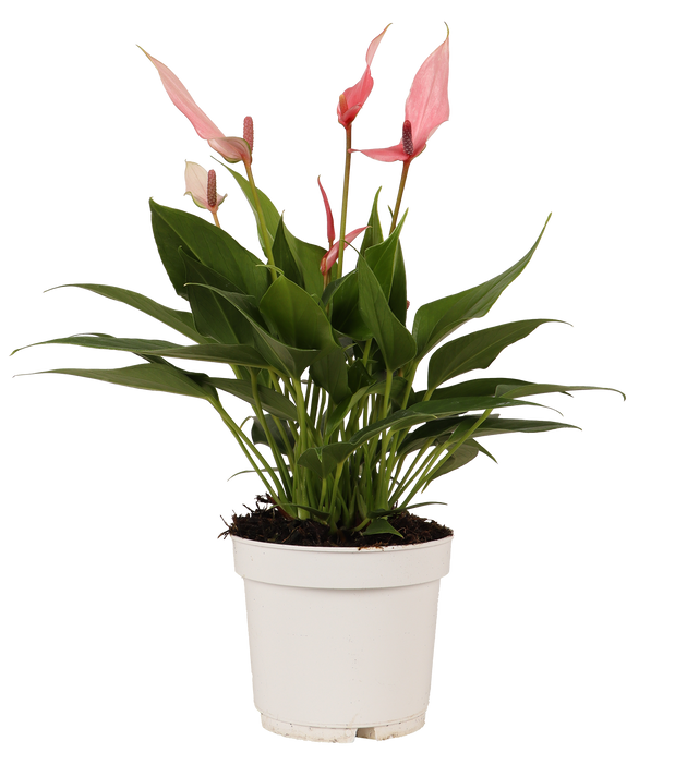 anthurium luchtzuiverend Roze Anthurium (Flamingoplant)