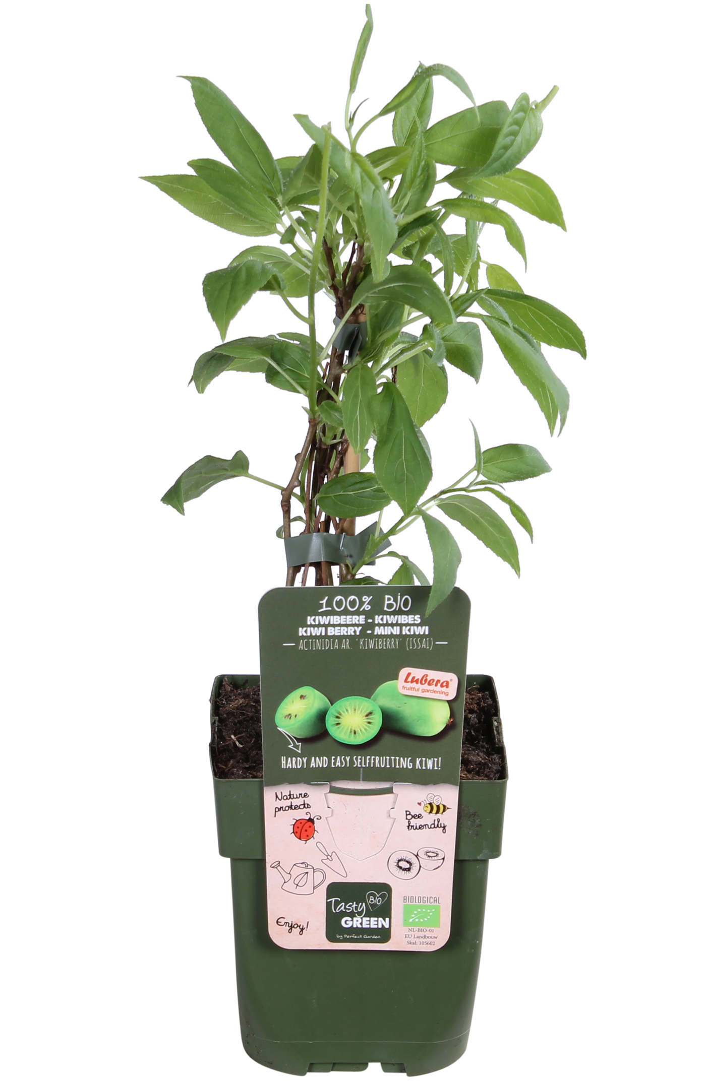 Kiwibes (Actinidia issai) (S)