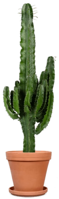 Cactussen
