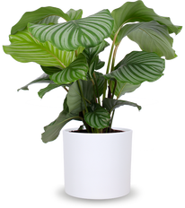 Calathea orbifolia (Pauwenplant) (M)