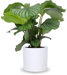Calathea orbifolia (Pauwenplant) (M)