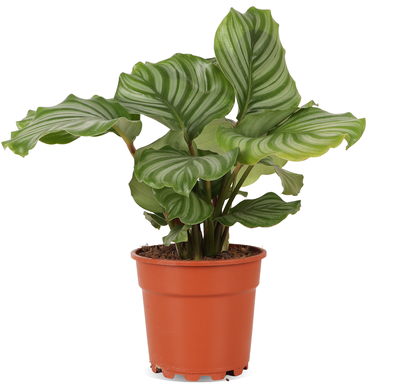 Calathea orbifolia (Pauwenplant)