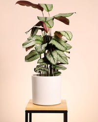 inspiratie-1