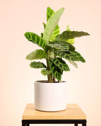 inspiratie-2