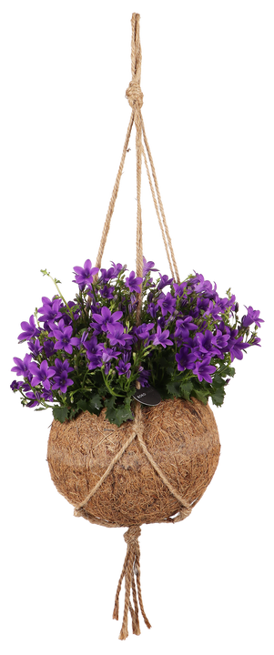 Campanulla (Klokjesbloem) in Kokodama