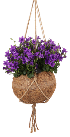 Campanulla (Klokjesbloem) in Kokodama