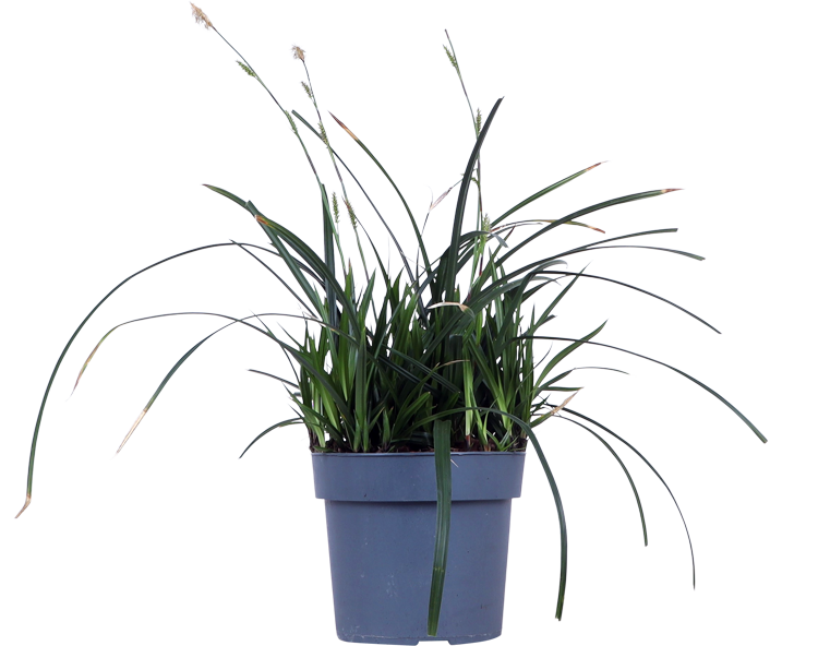 Japanse Zegge (M) (Carex morrowii "irish green")